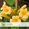 Plant in a Box - Campsis XL Flava - Tuinplant - Klimplant - 17 cm - Hoogte 110 cm
