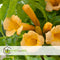 Plant in a Box - Campsis XL Flava - Tuinplant - Klimplant - 17 cm - Hoogte 110 cm