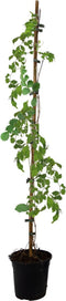 Plant in a Box - Campsis XL Flava - Tuinplant - Klimplant - 17 cm - Hoogte 110 cm