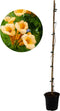 Plant in a Box - Campsis XL Flava - Tuinplant - Klimplant - 17 cm - Hoogte 110 cm