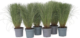 Plant in a Box - Carex Amazon Mist - Set van 6 - Pot 10,5 - Hoogte 15-25cm