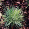 Plant in a Box - Carex Amazon Mist - Set van 6 - Pot 10,5 - Hoogte 15-25cm