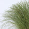 Plant in a Box - Carex Amazon Mist - Set van 6 - Pot 10,5 - Hoogte 15-25cm