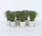 Plant in a Box - Carex Amazon Mist - Set van 6 - Pot 10,5 - Hoogte 15-25cm