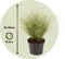 Plant in a Box - Carex Amazon Mist - Set van 6 - Pot 10,5 - Hoogte 15-25cm