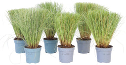 Plant in a Box - Carex Comans Bronco - Set van 6 - Zegge - Laaggroeiend Siergras - Pot 10.5 - Hoogte 15-25cm