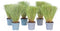 Plant in a Box - Carex Comans Bronco - Set van 6 - Zegge - Laaggroeiend Siergras - Pot 10.5 - Hoogte 15-25cm
