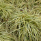 Plant in a Box - Carex Comans Bronco - Set van 6 - Zegge - Laaggroeiend Siergras - Pot 10.5 - Hoogte 15-25cm