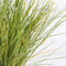Plant in a Box - Carex Comans Bronco - Set van 6 - Zegge - Laaggroeiend Siergras - Pot 10.5 - Hoogte 15-25cm