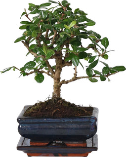 Plant in a Box - Carmona microphylla - Hoogte 20-30cm - Fukien Bonsai boom - Pot 15cm