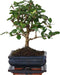Plant in a Box - Carmona microphylla - Hoogte 20-30cm - Fukien Bonsai boom - Pot 15cm