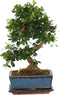 Plant in a Box - Carmona microphylla - Hoogte 20-30cm - Fukien Bonsai S-Shape boom - Pot 20cm