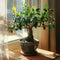 Plant in a Box - Carmona microphylla - Hoogte 20-30cm - Fukien Bonsai boom - Pot 15cm