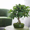 Plant in a Box - Carmona microphylla - Hoogte 20-30cm - Fukien Bonsai boom - Pot 15cm