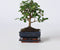 Plant in a Box - Carmona microphylla - Hoogte 20-30cm - Fukien Bonsai boom - Pot 15cm