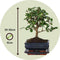 Plant in a Box - Carmona microphylla - Hoogte 20-30cm - Fukien Bonsai boom - Pot 15cm