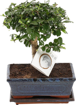 Plant in a Box - Carmona microphylla - Hoogte 30-35cm - Fukien Bonsai boom - Pot 20cm