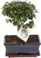 Plant in a Box - Carmona microphylla - Hoogte 30-35cm - Fukien Bonsai boom - Pot 20cm
