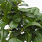 Plant in a Box - Carmona microphylla - Hoogte 30-35cm - Fukien Bonsai boom - Pot 20cm
