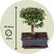 Plant in a Box - Carmona microphylla - Hoogte 30-35cm - Fukien Bonsai boom - Pot 20cm