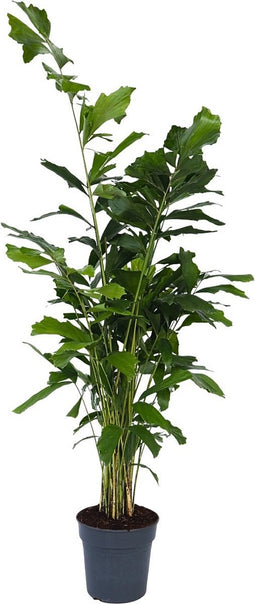 Plant in a Box - Caryota mitis - Groene kamerplant - Pot 27cm - Hoogte 120-130cm