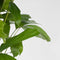 Plant in a Box - Caryota mitis - Groene kamerplant - Pot 27cm - Hoogte 120-130cm