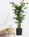 Plant in a Box - Caryota mitis - Groene kamerplant - Pot 27cm - Hoogte 120-130cm