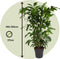 Plant in a Box - Caryota mitis - Groene kamerplant - Pot 27cm - Hoogte 120-130cm