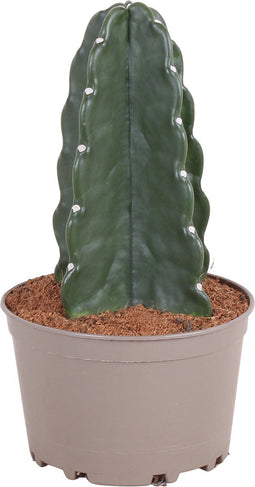 Plant in a Box - Cereus jamacaru - Cactus Cuddly - Cactus zonder doornen - Perfecte cactus voor huishoudens met kinderen - Pot 18cm - Hoogte 30-35cm