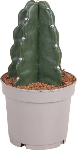 Plant in a Box - Cereus jamacaru - Cactus Cuddly - Cactus zonder doornen - Perfecte cactus voor huishoudens met kinderen - Pot 12cm - Hoogte 25-30cm
