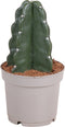 Plant in a Box - Cereus jamacaru - Cactus Cuddly - Cactus zonder doornen - Perfecte cactus voor huishoudens met kinderen - Pot 12cm - Hoogte 25-30cm