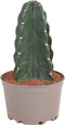 Plant in a Box - Cereus jamacaru - Cactus Cuddly - Cactus zonder doornen - Perfecte cactus voor huishoudens met kinderen - Pot 18cm - Hoogte 30-35cm