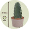 Plant in a Box - Cereus jamacaru - Cactus Cuddly - Cactus zonder doornen - Perfecte cactus voor huishoudens met kinderen - Pot 18cm - Hoogte 30-35cm