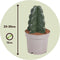 Plant in a Box - Cereus jamacaru - Cactus Cuddly - Cactus zonder doornen - Perfecte cactus voor huishoudens met kinderen - Pot 12cm - Hoogte 25-30cm