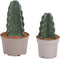 Plant in a Box - Cereus jamacaru - Mix van 2 - Cuddly cactus - Cactus zonder stekels - Pot 18/12cm - Hoogte 25-35cm