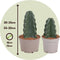 Plant in a Box - Cereus jamacaru - Mix van 2 - Cuddly cactus - Cactus zonder stekels - Pot 18/12cm - Hoogte 25-35cm