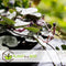 Plant in a Box - Ceropegia Woodii - Chinees Lantaarnplantje - Pot 14cm - Hoogte 20-30cm