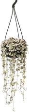 Plant in a Box - Ceropegia Woodii - Chinees Lantaarnplantje - Pot 14cm - Hoogte 20-30cm