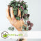 Plant in a Box - Ceropegia Woodii - Chinees Lantaarnplantje - Pot 14cm - Hoogte 20-30cm