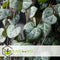Plant in a Box - Ceropegia Woodii - Chinees Lantaarnplantje - Pot 14cm - Hoogte 20-30cm