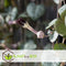 Plant in a Box - Ceropegia Woodii - Chinees Lantaarnplantje - Pot 14cm - Hoogte 20-30cm