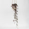 Plant in a Box - Ceropegia Woodii - Chinees Lantaarnplantje - Pot 14cm - Hoogte 20-30cm