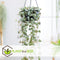 Plant in a Box - Ceropegia Woodii - Chinees Lantaarnplantje - Pot 14cm - Hoogte 20-30cm