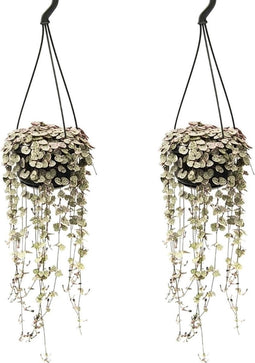 Plant in a Box - Ceropegia Woodii - Set van 2 Chinese Lantaarnplantjes - Pot 14cm - Hoogte 20-30cm