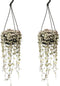 Plant in a Box - Ceropegia Woodii - Set van 2 Chinese Lantaarnplantjes - Pot 14cm - Hoogte 20-30cm