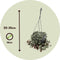 Plant in a Box - Ceropegia Woodii - Set van 2 Chinese Lantaarnplantjes - Pot 14cm - Hoogte 20-30cm