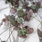 Plant in a Box - Ceropegia Woodii - Set van 2 Chinese Lantaarnplantjes - Pot 14cm - Hoogte 20-30cm