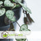 Plant in a Box - Ceropegia Woodii - Set van 2 Chinese Lantaarnplantjes - Pot 14cm - Hoogte 20-30cm