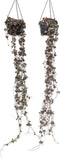 Plant in a Box - Ceropegia Woodii - Set van 2 Chinese Lantaarnplantjes - Pot 14cm - Hoogte 20-30cm