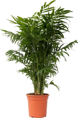 Plant in a Box - Chamaedorea elegans - Mexicaanse dwergpalm - Compact groeiende groene palm - Pot 20cm - Hoogte 80-90cm